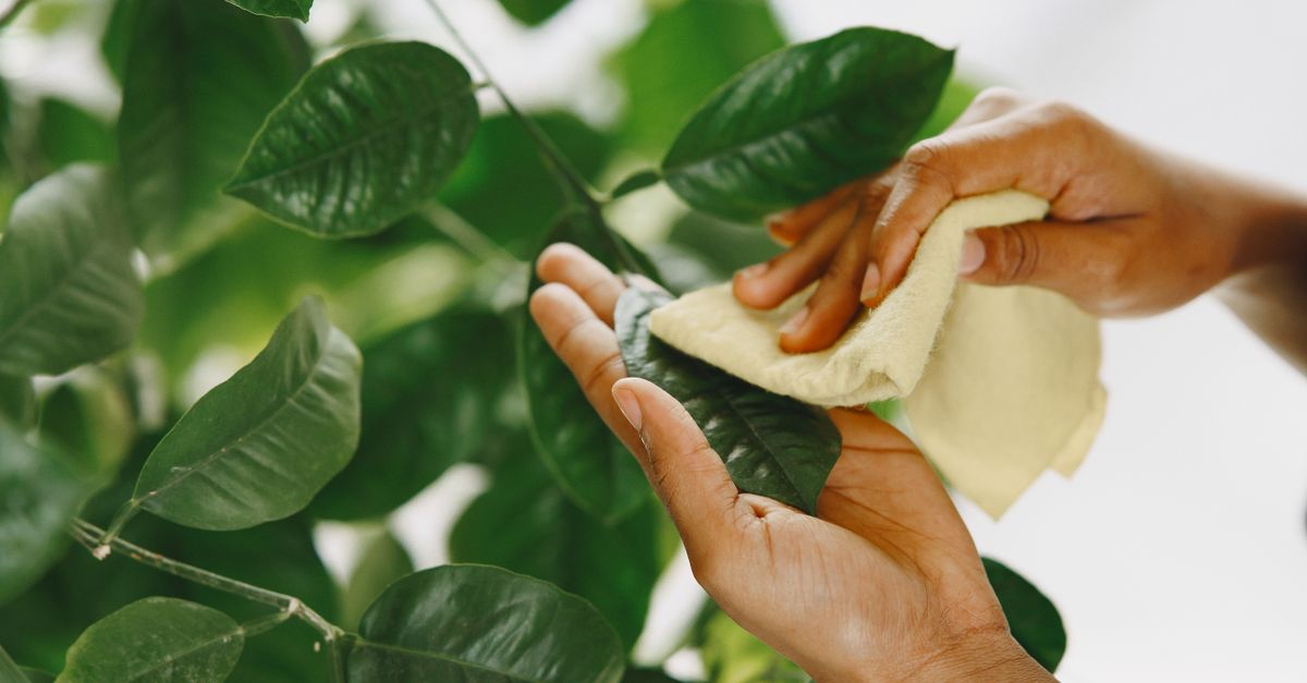 Close-up van twee handen die met een geel doekje een groen plantenblad schoonmaken.