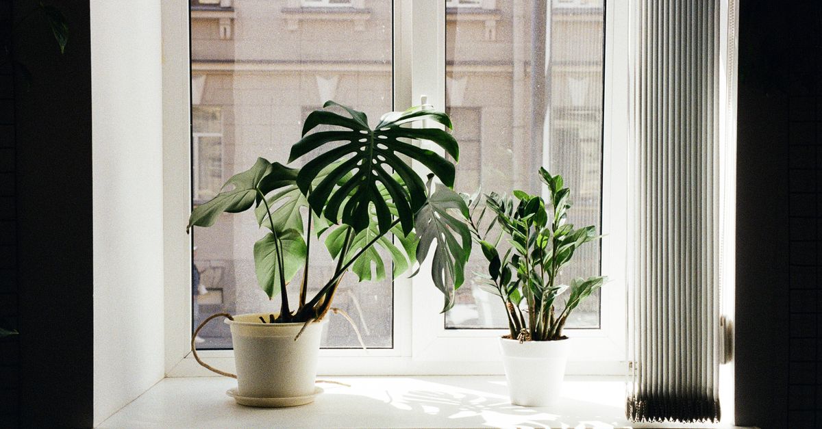 Kamerplanten door de winter helpen: complete verzorgingsgids