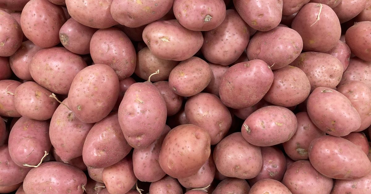 Close-up van een stapel rode aardappelen met enkele beginnende kiemuitlopers.