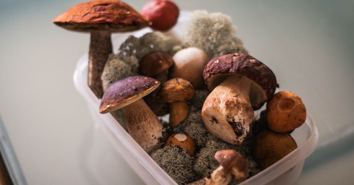 Een plastic bakje gevuld met verschillende soorten verse paddenstoelen, waaronder eekhoorntjesbrood.