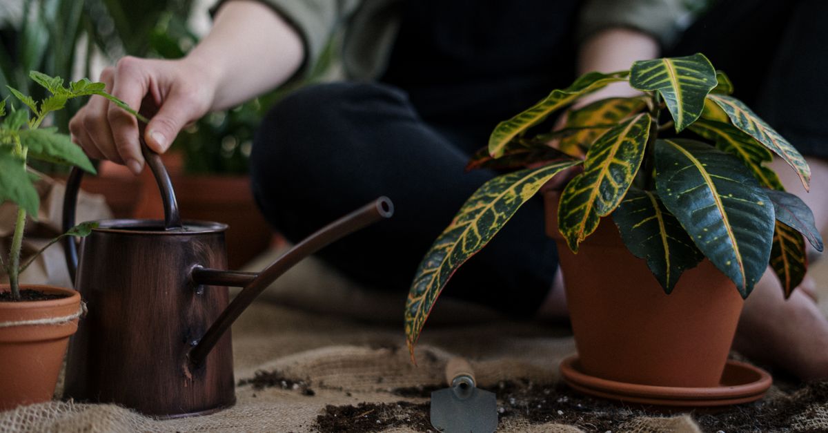 Kamerplanten water geven: zo doe je het per plantsoort en seizoen goed