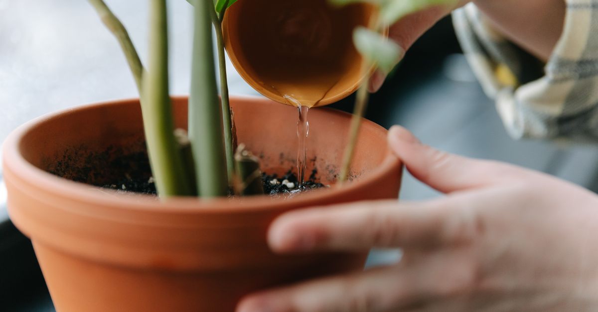 Iemand giet water uit een gietertje op de aarde van een kamerplant in een terracotta pot.