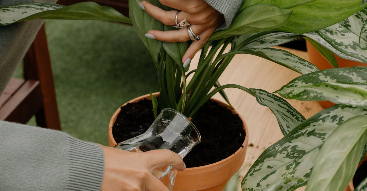 Een hand giet water met een glas op de aarde van een kamerplant in een terracotta pot.