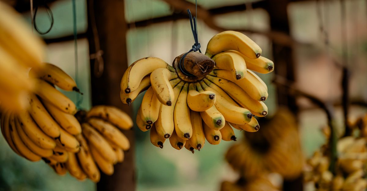Zo blijven bananen veel langer vers